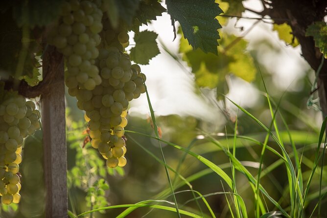 Private Half Day Tour in Mendoza Wineries With Wine Tasting - Tour Operator