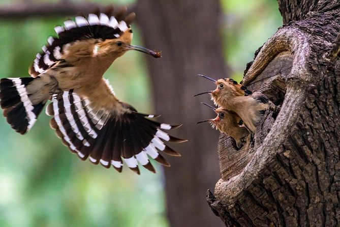 Private Half-Day Walking Tour: Temple of Heaven Visit With Tai Chi Class - Cancellation Policy