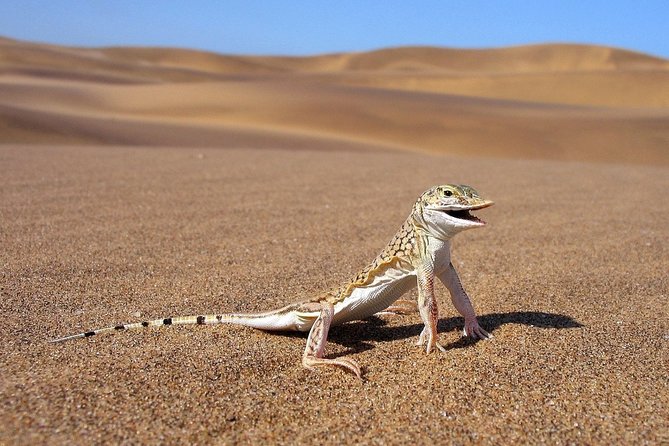 Private Highlights Of Namib Dunes Experience - Directions and Booking Process