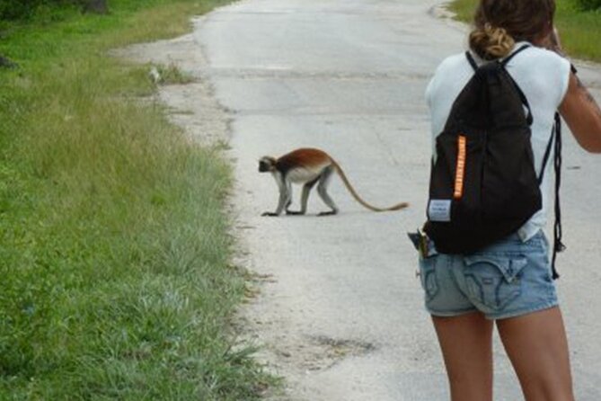 Private Jozani Forest Tour With Spice Farm Experience - Entrance Fees and Inclusions