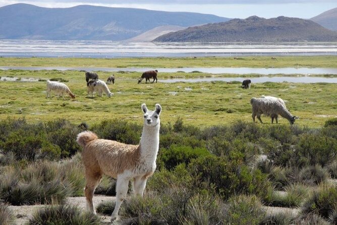 Private Lauca National Park & Chungara Lake From Arica - Tour Participation Requirements
