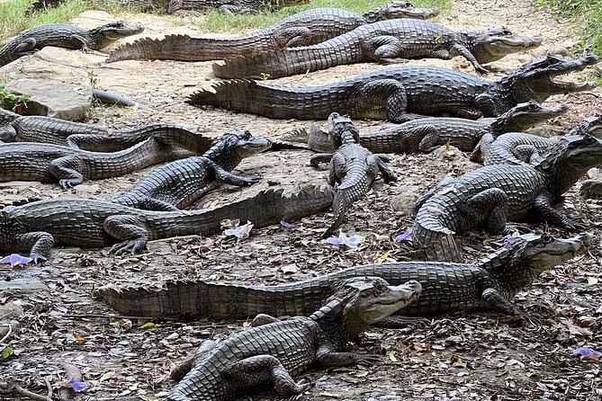 Private Reptile Zoo Adventure Tour With Guide in Cartagena - Meeting and Pickup Details