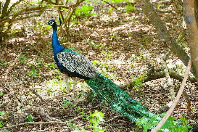 Private Safari at Yala National Park
