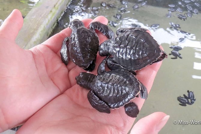 Private Sightseeing Day Tour From Colombo to Visit Galle City of Sri Lanka - Price and Guarantee