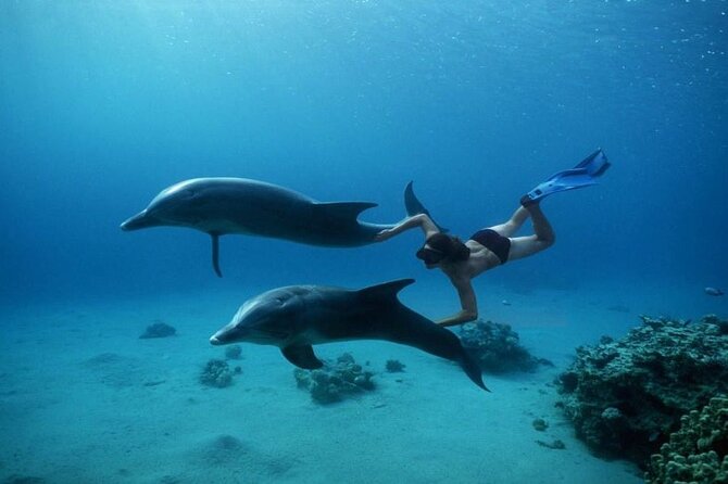 Private Speedboat Excursion Dolphin House Discovery in Hurghada - Additional Services