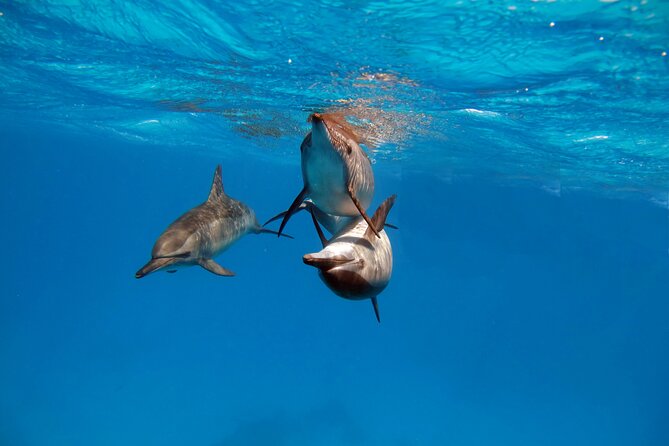 Private Speedboat Swimming and Dolphin Watching in Hurghada