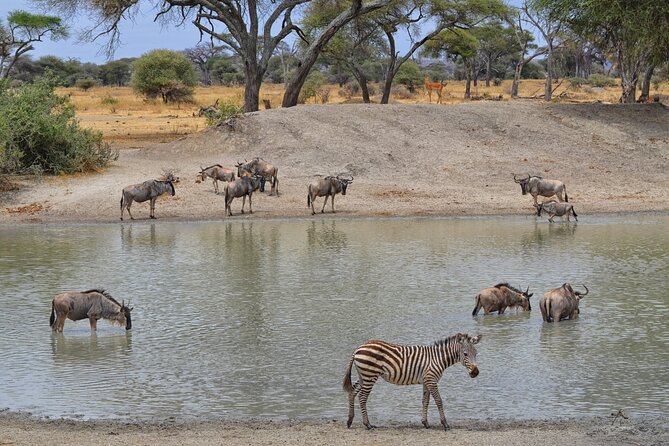 Private Tarangire National Park Day Tour - Additional Info