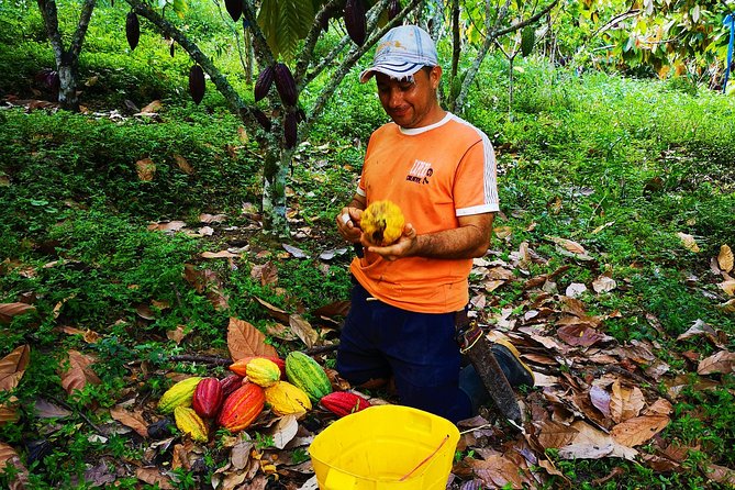 Private Tour - Cacao Tour (Cultivations) - Inclusions