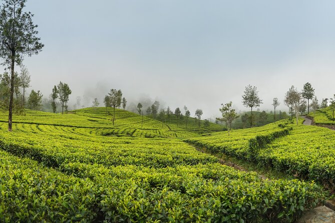 Private Tour Ella With Train Ride & Tea Plantation - Cancellation Policy