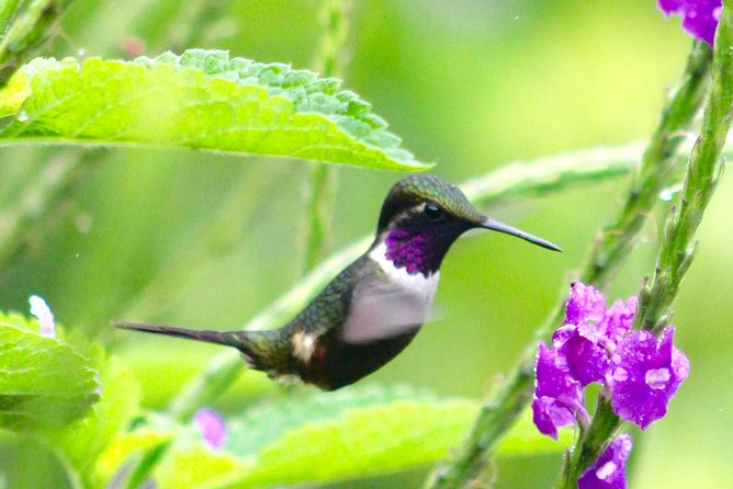 Private Tour: Equator Line,Hummingbirds Garden & 2-hour Hike in a Primary Forest - Inclusions and Exclusions