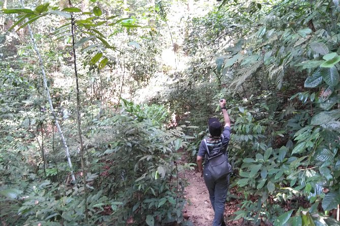 Private Tour : Forest Research Institute Malaysia (FRIM) Rainforest Exploration - Start Time