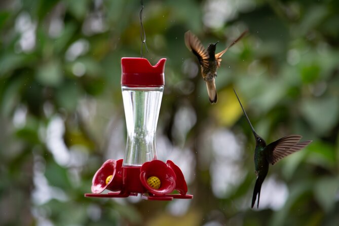 Private Tour, Hummingbird Paradise and Monserrate in Bogotá - Operated by Fogata Tours