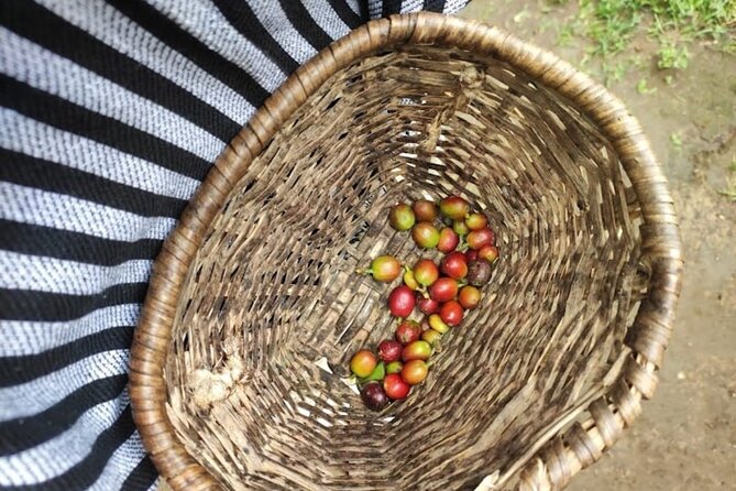 Private Tour of Salento Cocora Valley and Finca Luguer Coffee - Guide Information