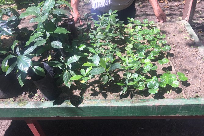 Private Tour to the Coffee Plantation – Coloma