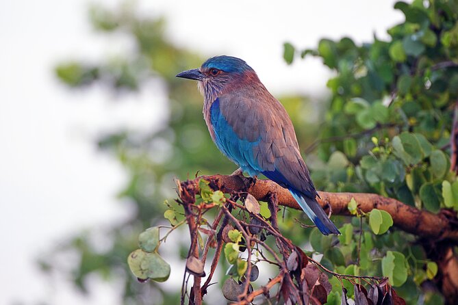 Private Tour Udawalawe National Park Full Day From Colombo - Additional Info