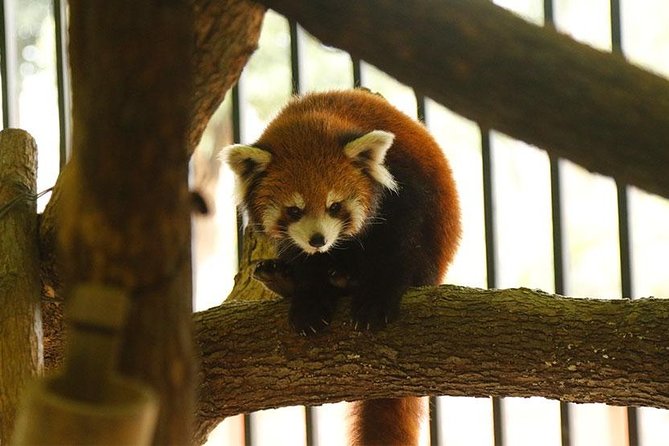 Private Transfer Between Hangzhou Safari Park and City Hotels - Accessibility Information