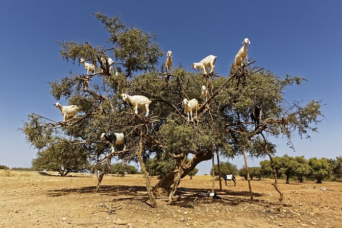 Private Transfer Between Marrakech and Essaouira - Flight or Train Details
