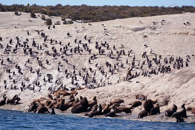 Puerto Madryn Private City Tour Including Punta Loma Sea Lions Reserve - Cancellation Policy