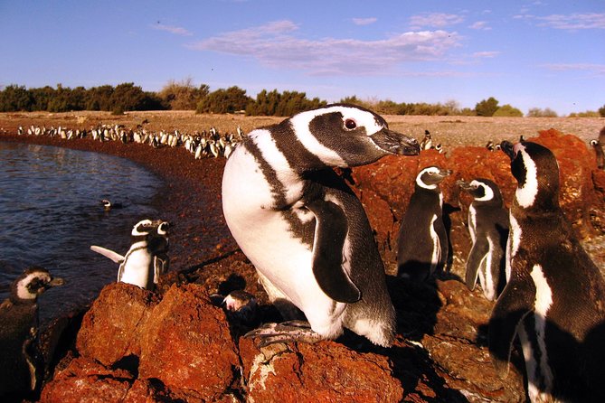 PUERTO Madryn: Punta Tombo and Walk Into the Largest Penguin Colony in South America - Meeting and Departure Details