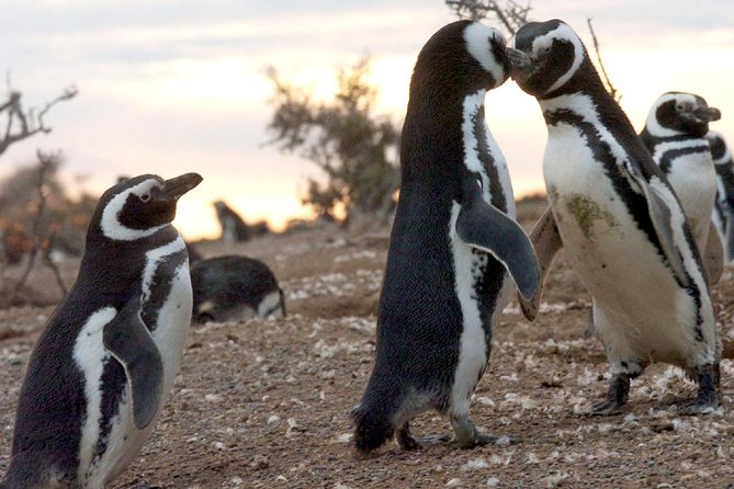 Puerto Madryn: Punta Tombo Full-Day Tour - The Sum Up
