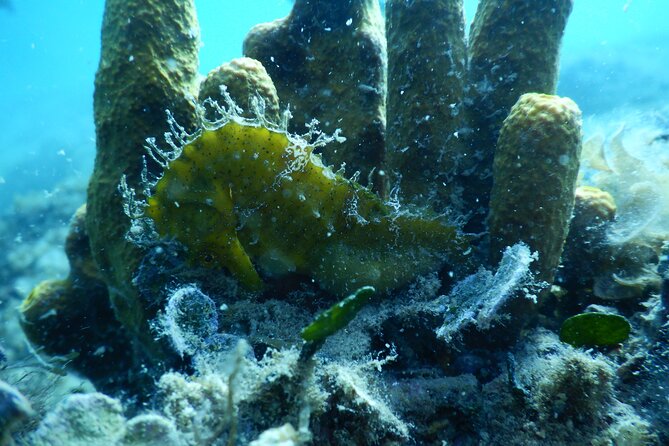 Pula PRIVATE Discover Scuba Diving - Precautions and Accessibility