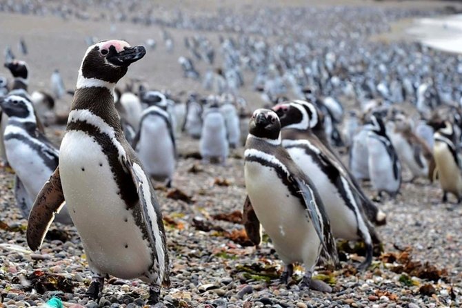 Punta Tombo and Its Penguins - Puerto Madryn - Tour Operator Information