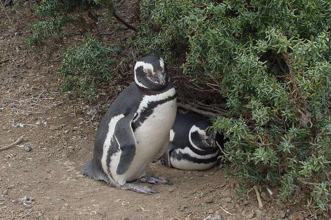 Punta Tombo Excursion for Cruise Passengers - Additional Information and Accessibility