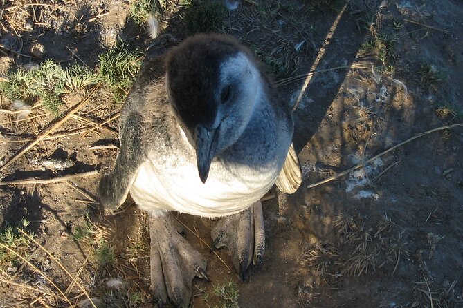 Punta Tombo Full Day Tour With Penguins - Wildlife Sightings