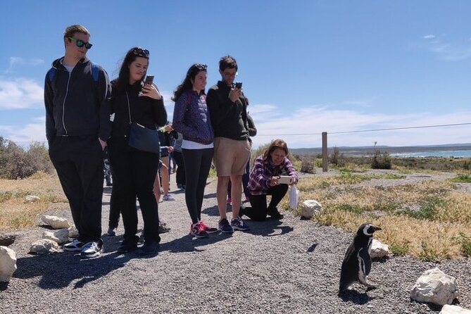 Punta Tombo Shore Excursion Tour for Cruisers With Private Bus - Frequently Asked Questions