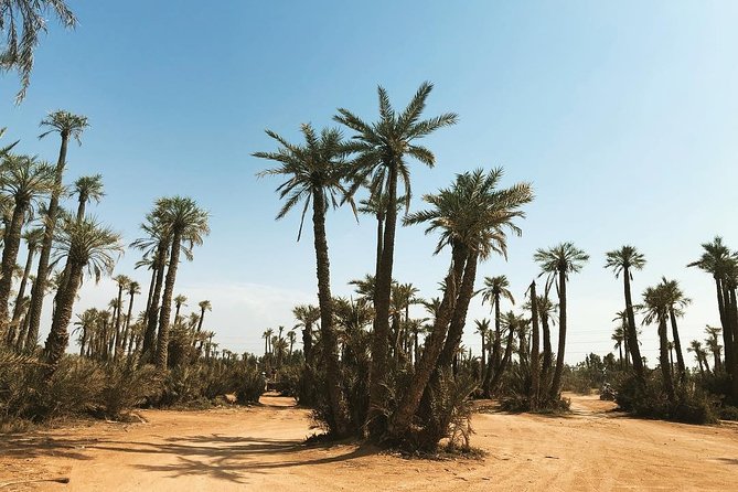 Quad Bike Experience In The Palmeraie Grove Of Marrakech - Experience Details