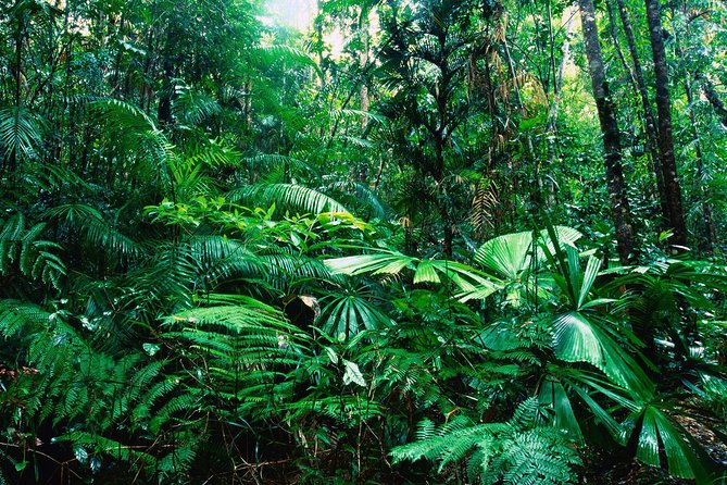 Rain Forest Aerial Tram. Private Tour From San Jose - Reviewer Feedback