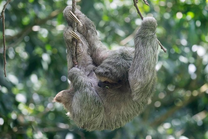 Rainforest Hiking, Sloth & Wild Life Sanctuary, Celeste Waterfall Private Tour - Participant Requirements