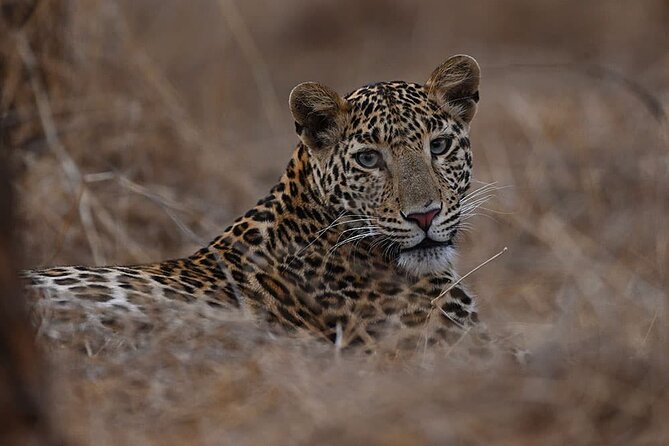 Rajkot to Gir National Park - Safari Experience