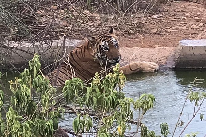 Ranthambore Full Day Safari With Private Car From Jaipur - Itinerary Details