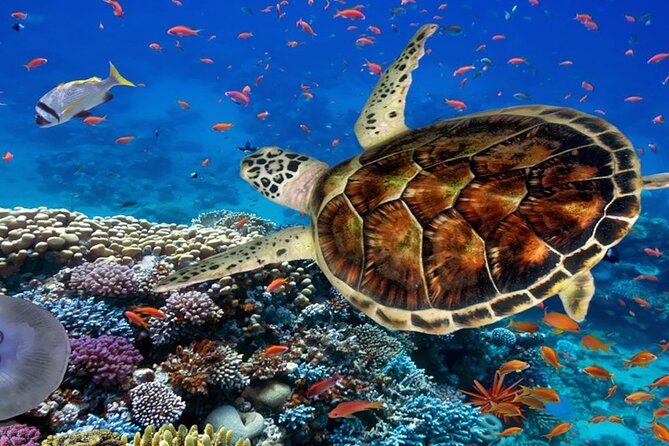 Ras Mohamed Half-Day by Bus From Sharm El-Sheikh - Operator & Pricing