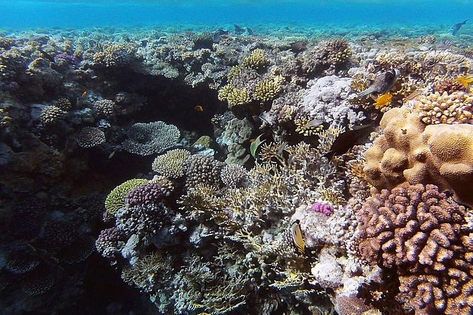Ras Muhammed & White Island Snorkeling Boat Trip With Lunch - Sharm El Sheikh - Hotel Pickup Details