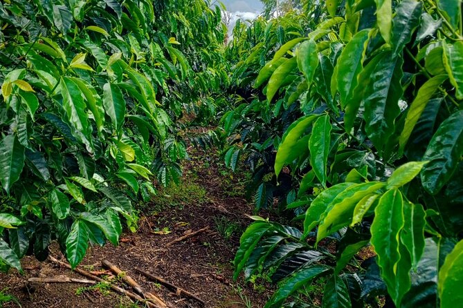 Real Coffee Experience and Birding Activity by Quito - Pickup and Additional Info
