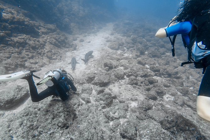 Refresher Scuba Diving Course Costa Rica - Expectations & Additional Info