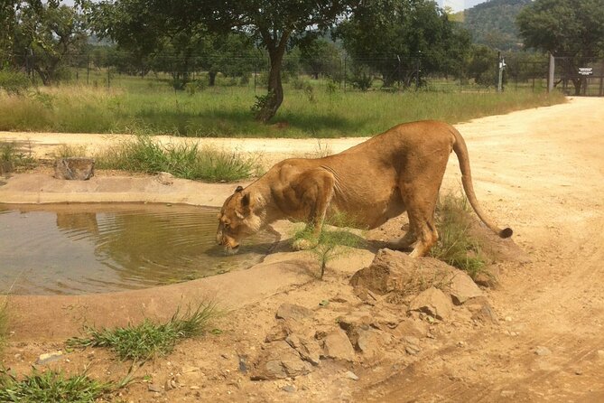 Rhino and Lion Park Safari Tour - Review Information