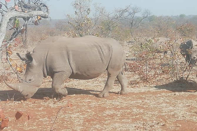 Rhino Game Drive and Walking Safaris - What to Expect