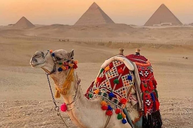 Ride a Camel at the Pyramids Area - The Sum Up
