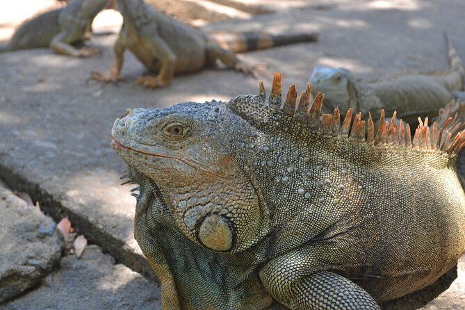 Roatan Iguana Park and Monkey/Sloth Park Sanctuary and Beach Stop - Frequently Asked Questions
