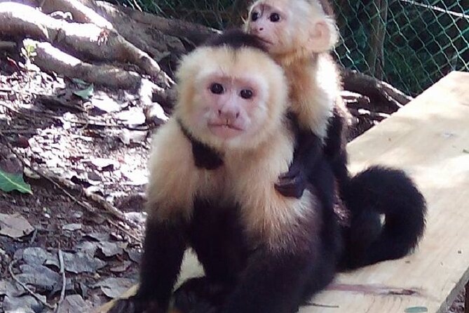 Roatan Monkey Park Experience Including Zipline Tour - Activities Included