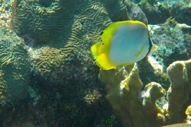 Roatan Snorkeling Tour - Best Time to Snorkel