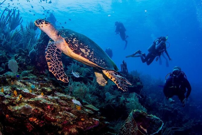 Roatans Top Dive Sites Exclusive Multi-Day Package of 10 Dives - Pricing and Guarantee
