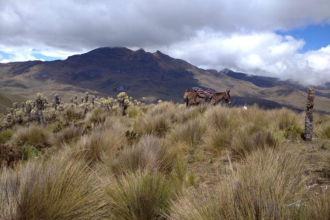 Romerales Paramo Tour Salento Quindio - Meeting and Pickup Details