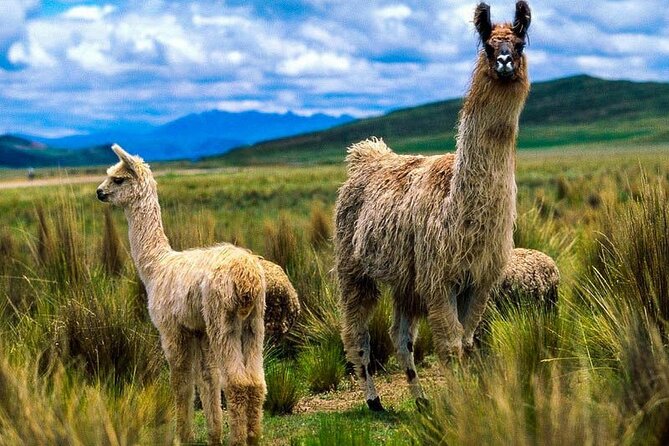 Route of the Sun - Arequipa - Cusco - Puno 7d/6n - Booking and Cancellation Policy