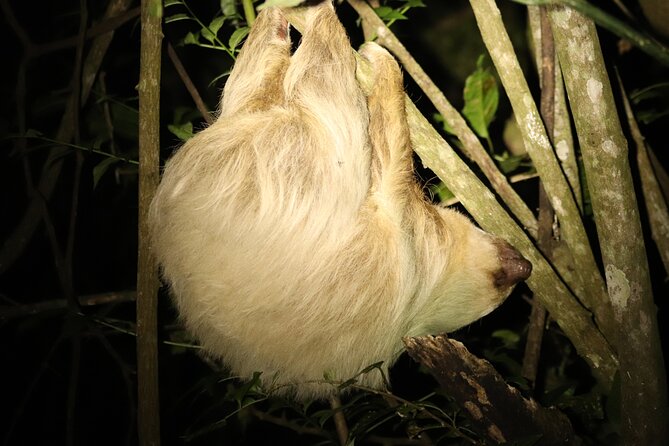 Rural Coffee Processes Inside the Forest With Night Tour - Frequently Asked Questions