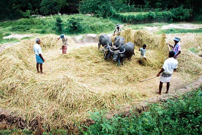 Rural Sri Lanka (13 N / 14 D) - Meals Included