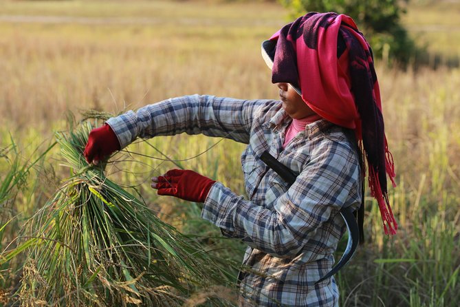 Rural Village With Ox Cart Journey & Monk Blessing - Tour Overview